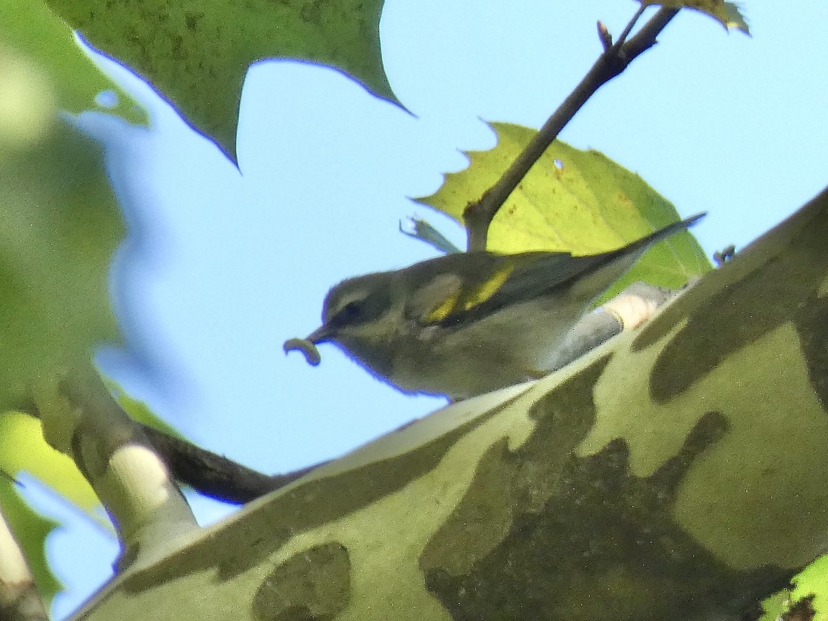 Golden-winged Warbler - ML641703322