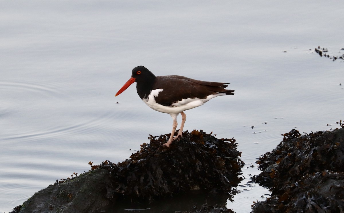 American Oystercatcher - ML641703337