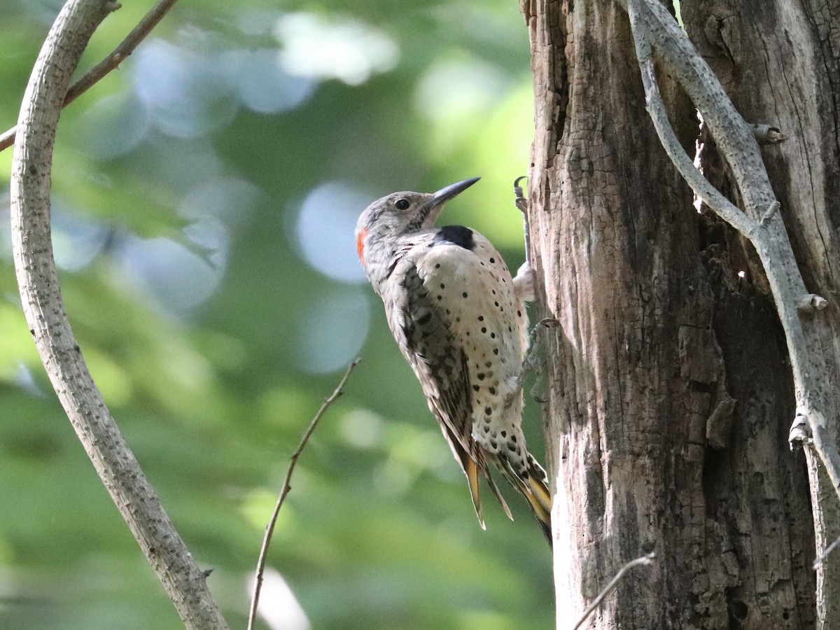 Northern Flicker (Yellow-shafted) - ML641703344
