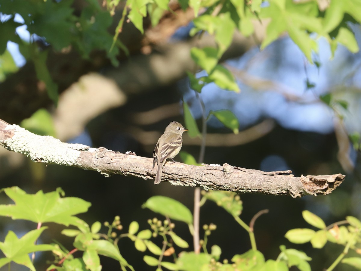 Least Flycatcher - ML641703354
