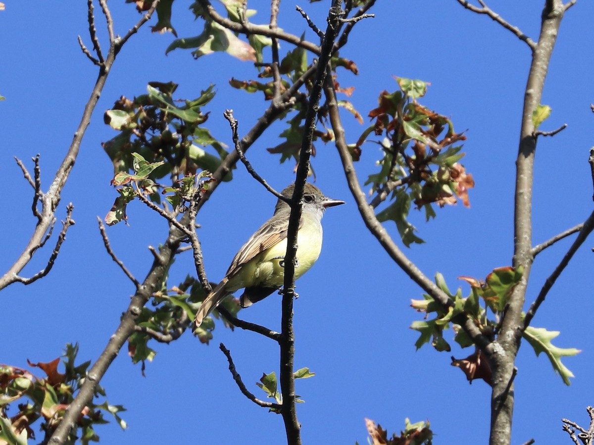 Great Crested Flycatcher - ML641703357