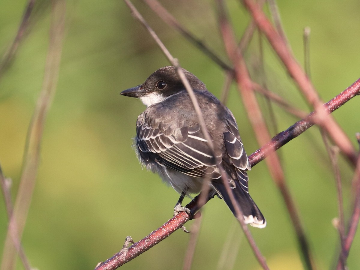 Eastern Kingbird - ML641703359