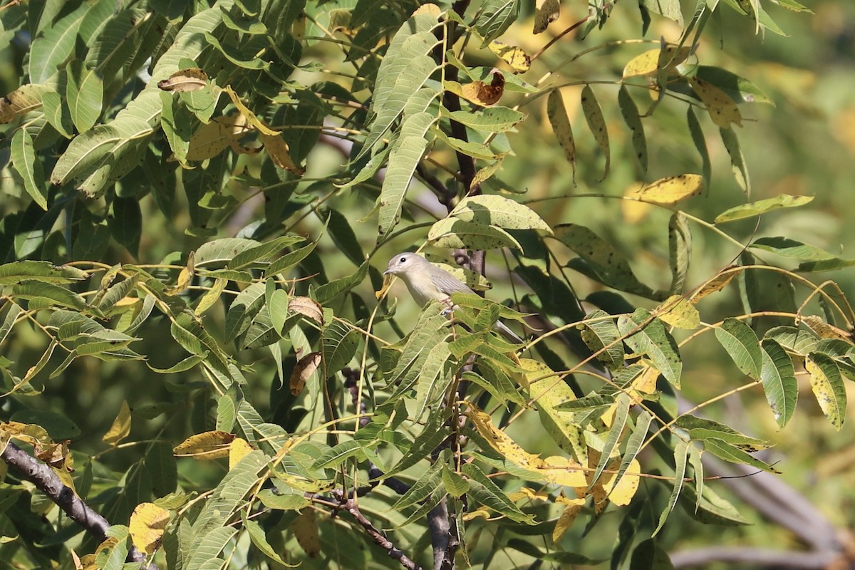 Warbling Vireo (Eastern) - ML641703361