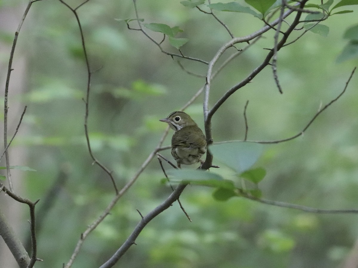 Ovenbird - ML641703380