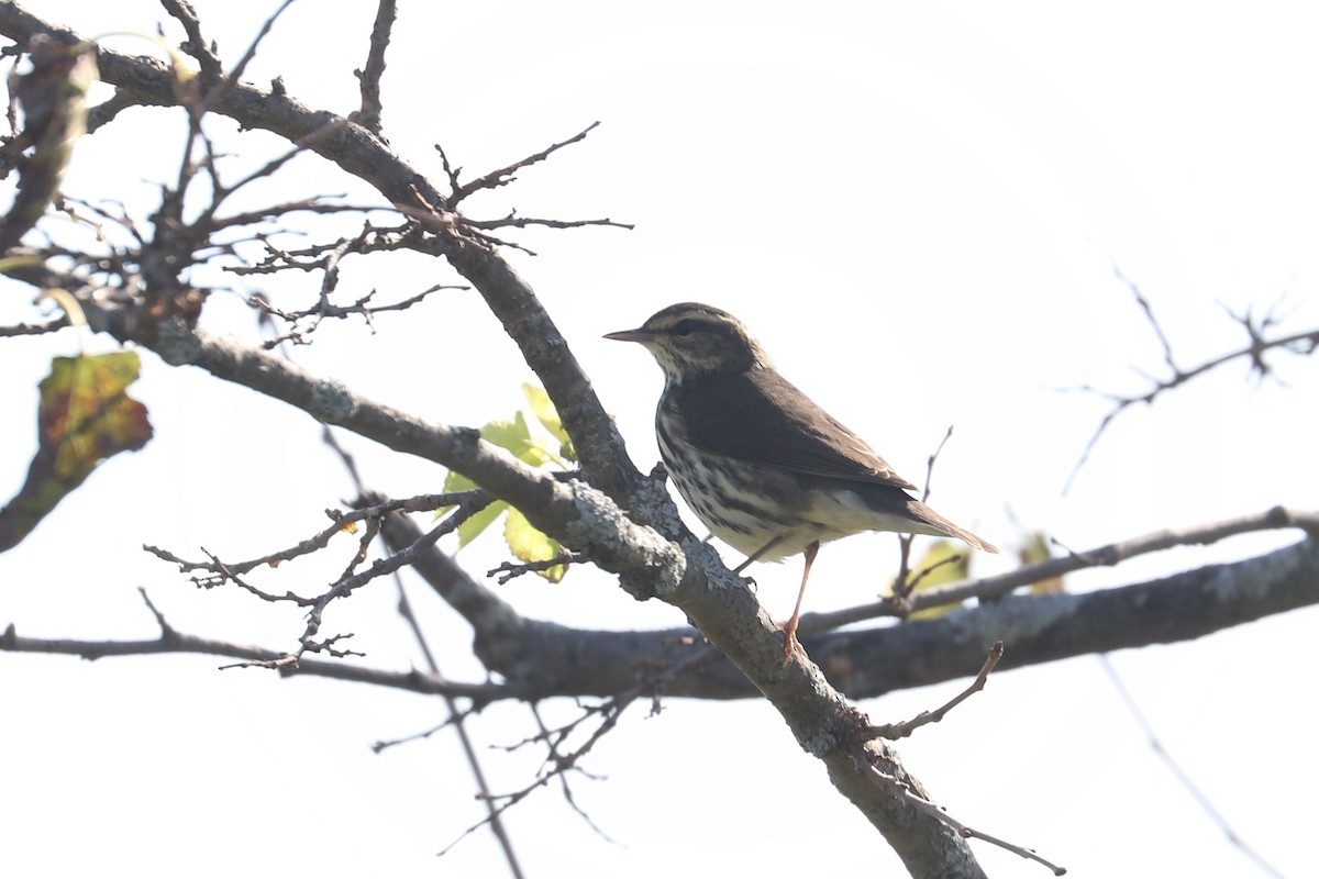 Northern Waterthrush - ML641703384