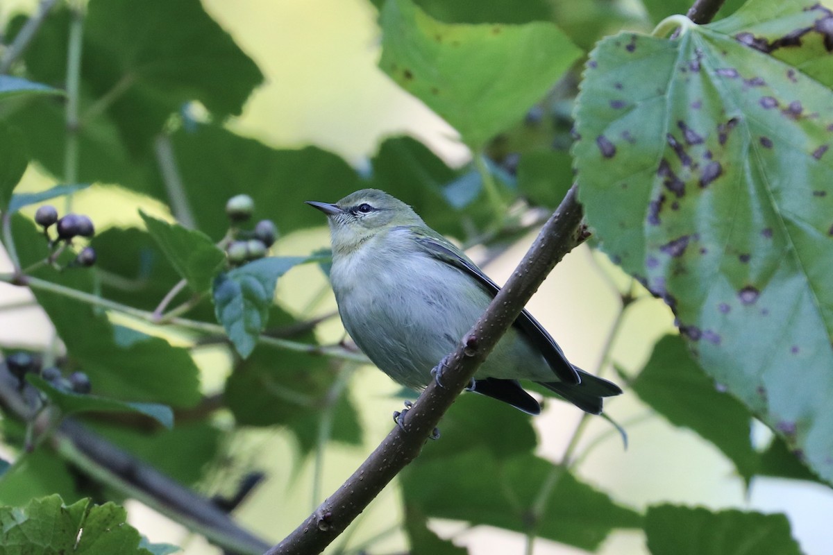 Tennessee Warbler - ML641703391