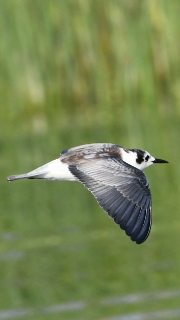 Little Tern - ML641703398