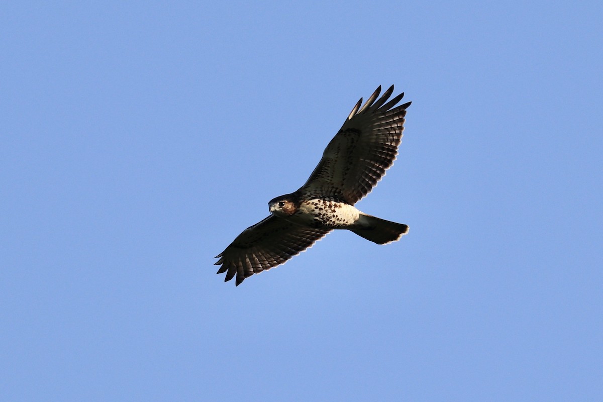 Zapelatz buztangorria - ML641703404