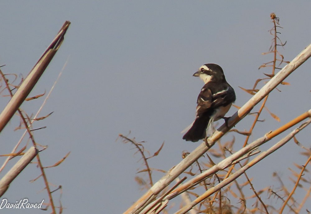 Masked Shrike - ML641703414