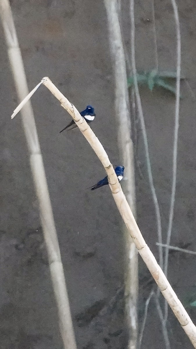 White-banded Swallow - ML641703420