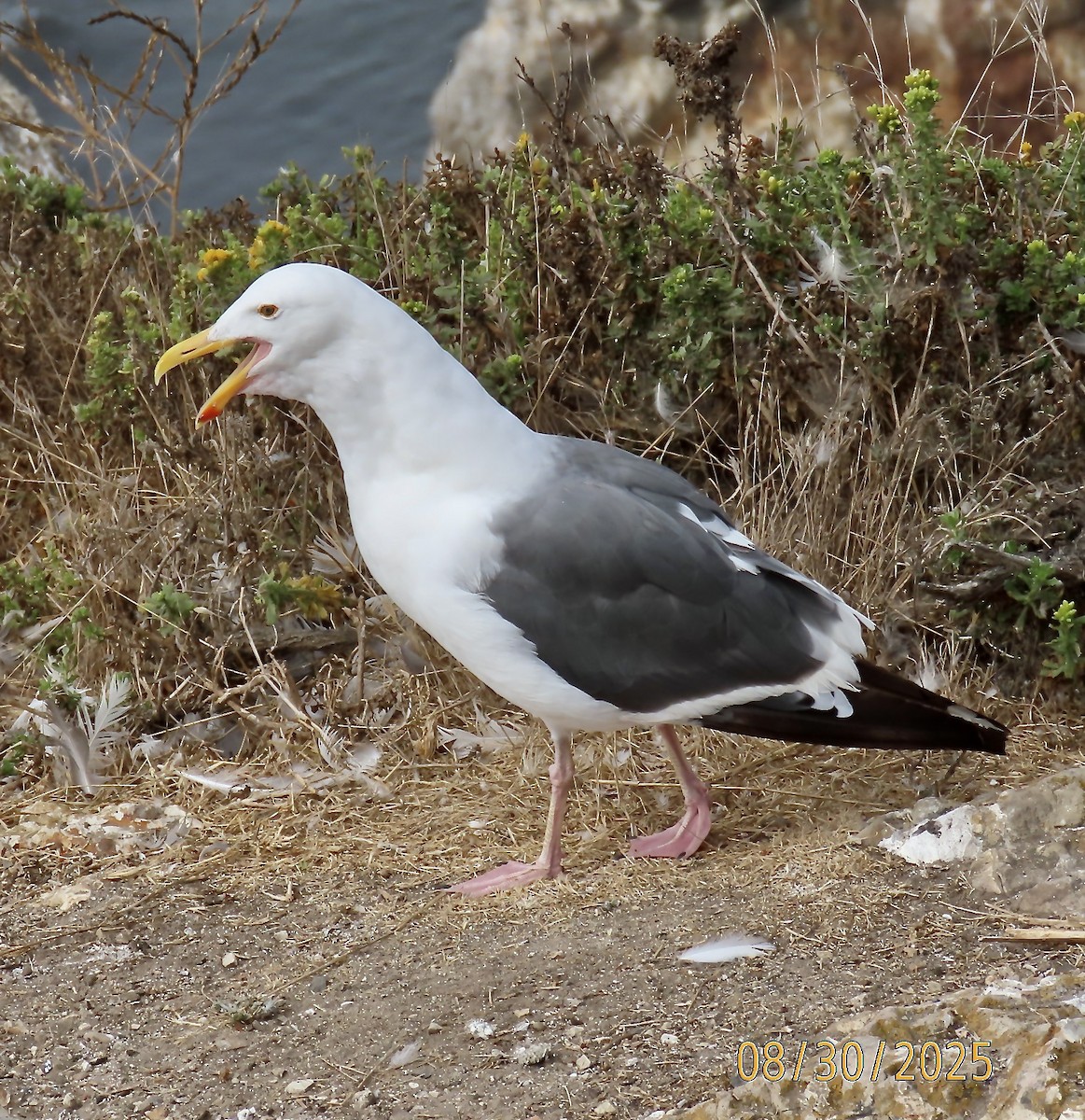 Western Gull - ML641703451