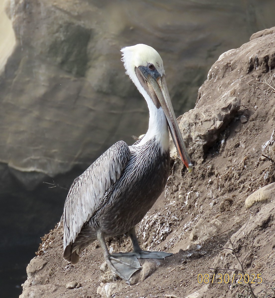 Brown Pelican - ML641703452