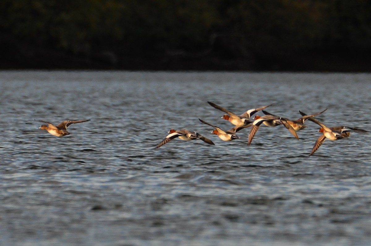 Eurasian Wigeon - ML641703482