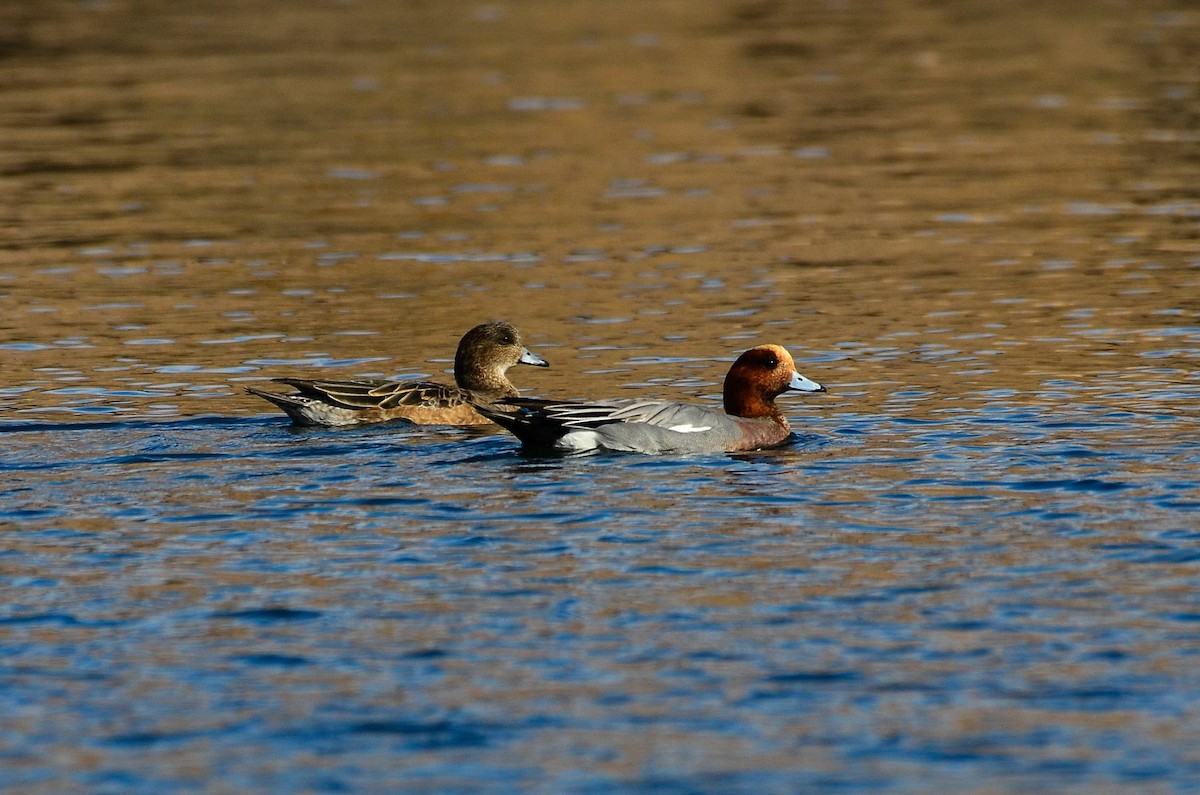 Eurasian Wigeon - ML641703483