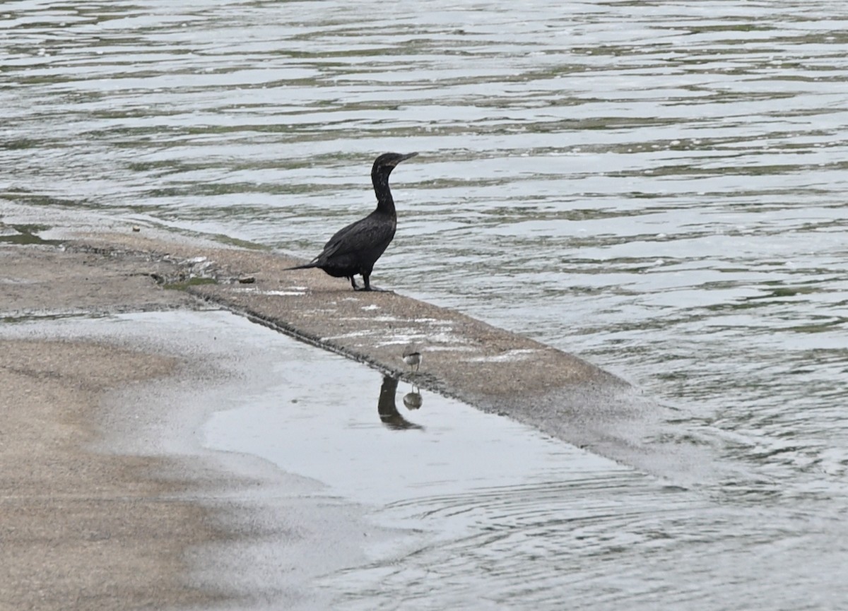 Neotropic Cormorant - ML641703553