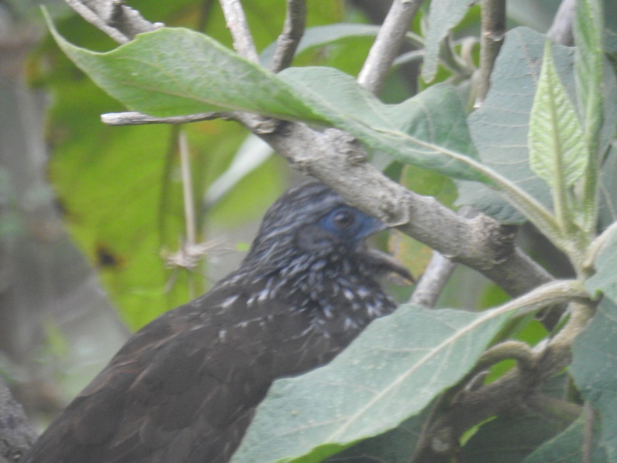 Andean Guan - ML641703578