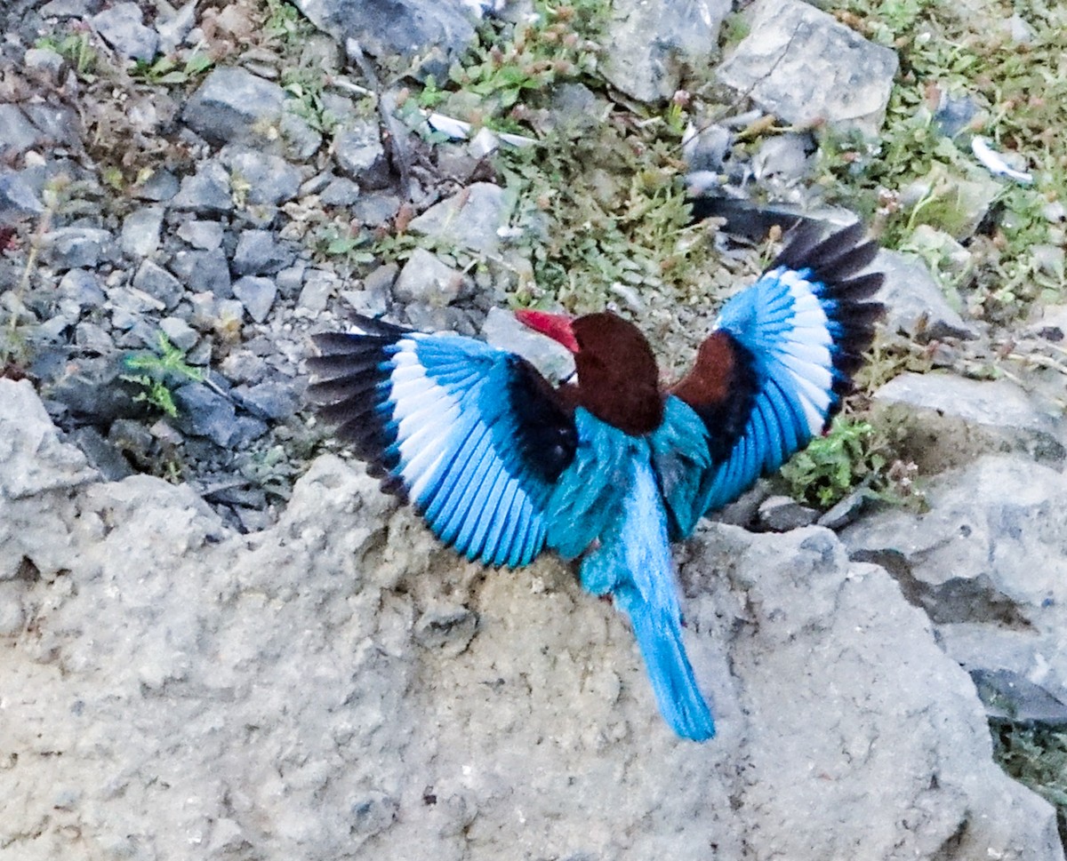 White-throated Kingfisher - ML641703592