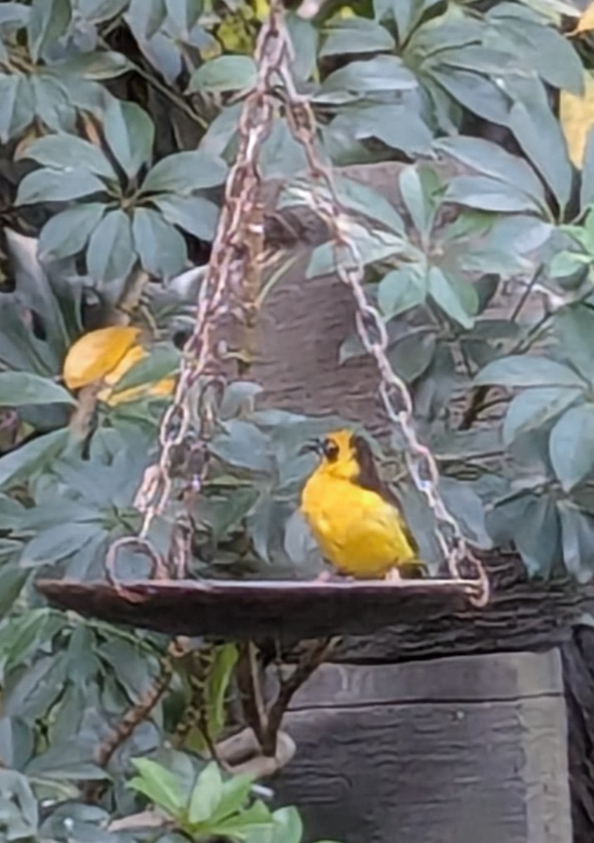 Baglafecht Weaver - ML641703634