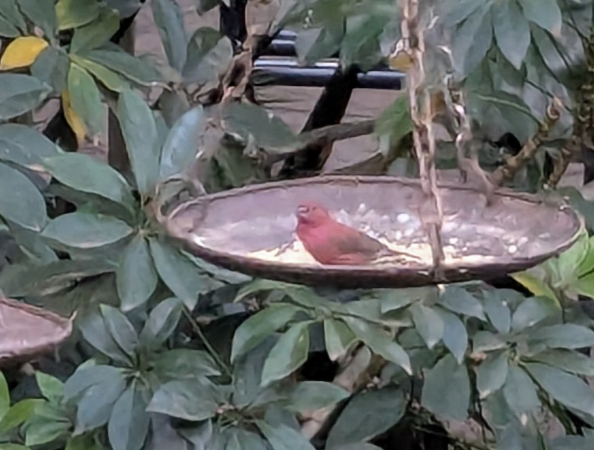 Red-billed Firefinch - ML641703642