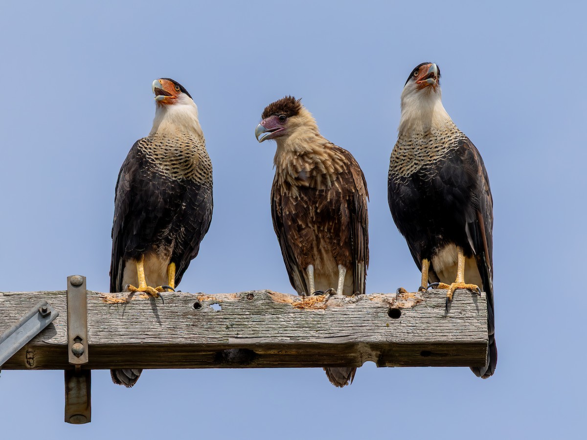 Crested Caracara (Northern) - ML641703646