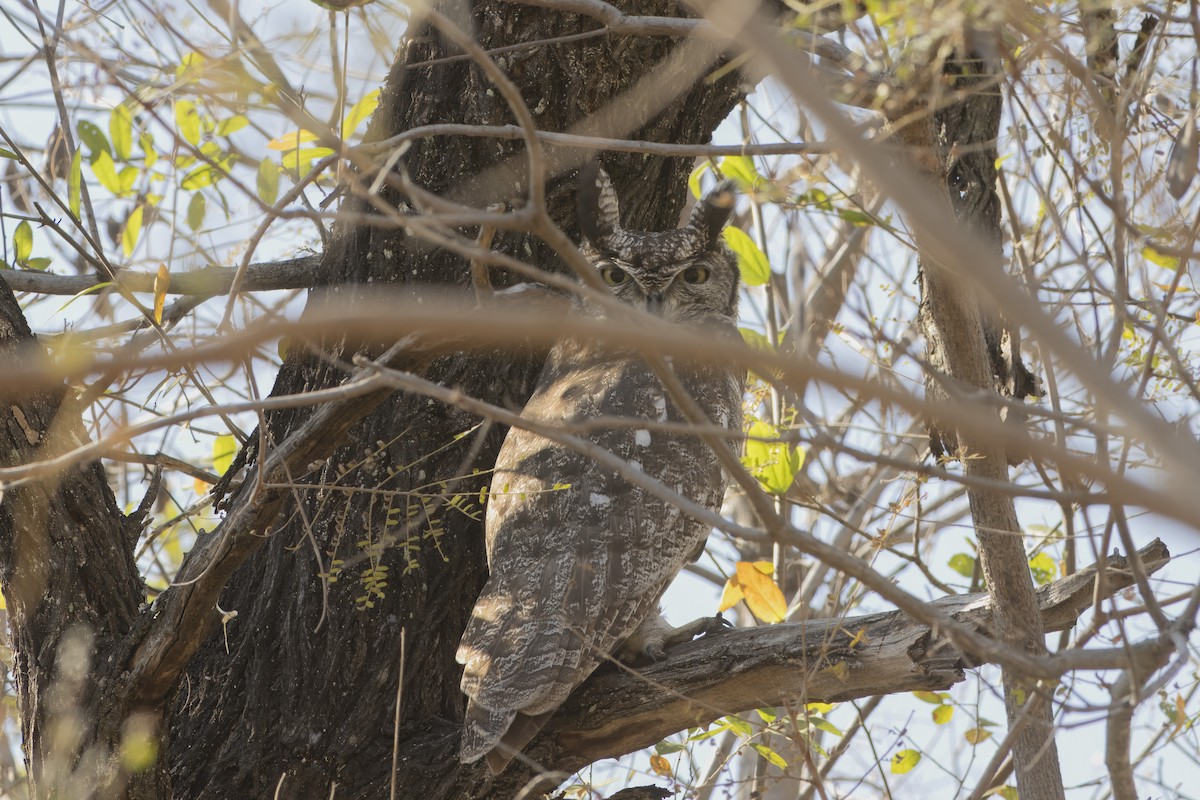 Spotted Eagle-Owl - ML641703656