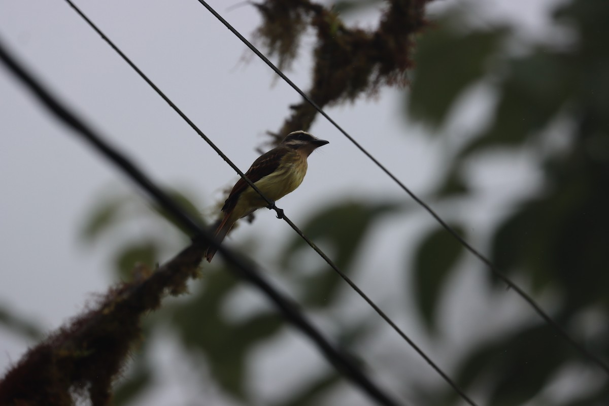 Golden-bellied Flycatcher - ML641703657