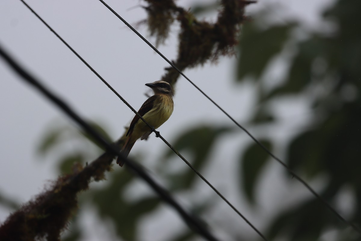 Golden-bellied Flycatcher - ML641703658
