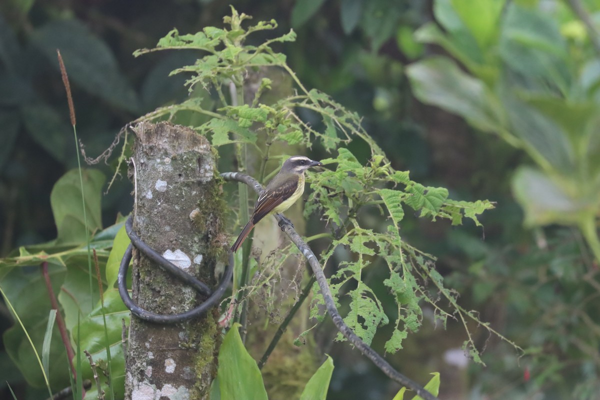 Golden-bellied Flycatcher - ML641703659