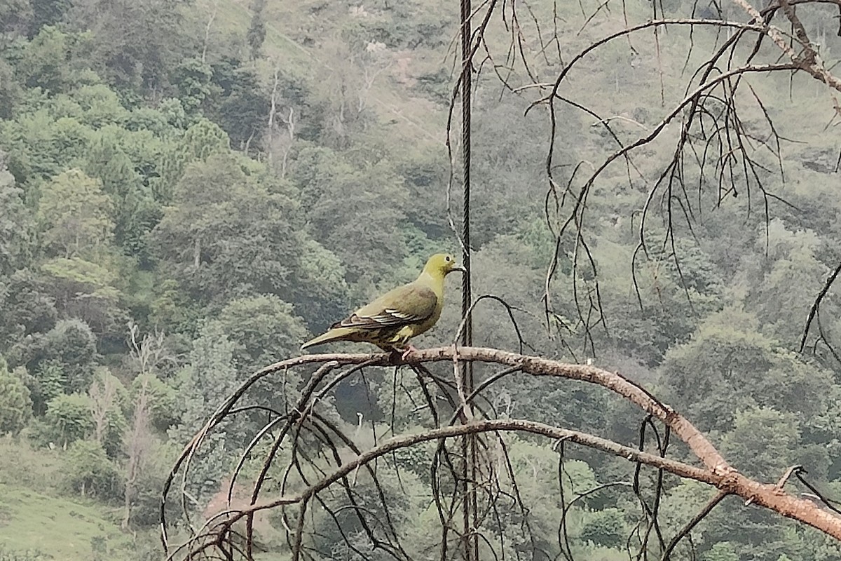 Wedge-tailed Green-Pigeon - ML641703683