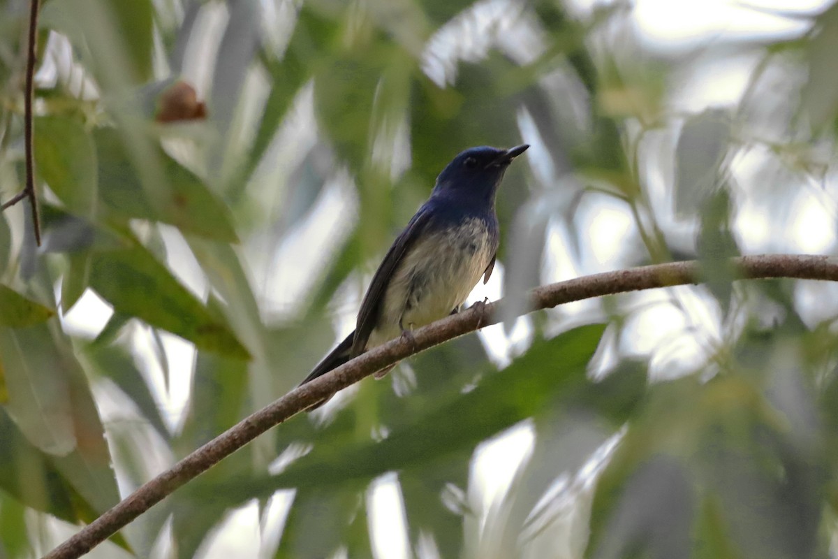 Hainan Blue Flycatcher - ML641703684