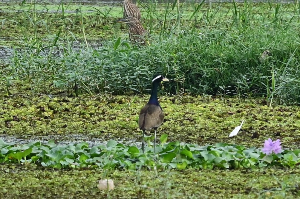 Bronze-winged Jacana - ML641703696