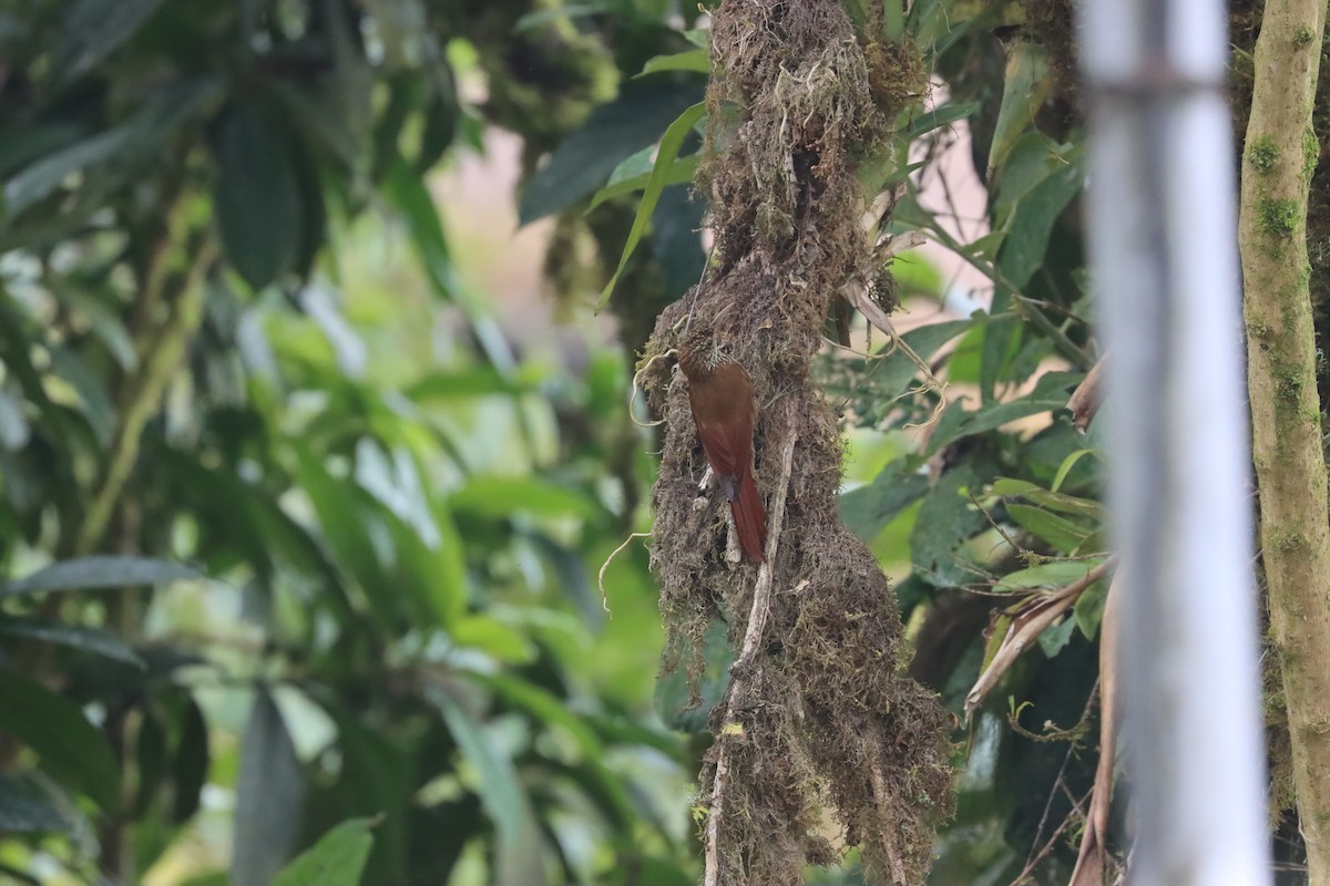 Montane Woodcreeper - ML641703702