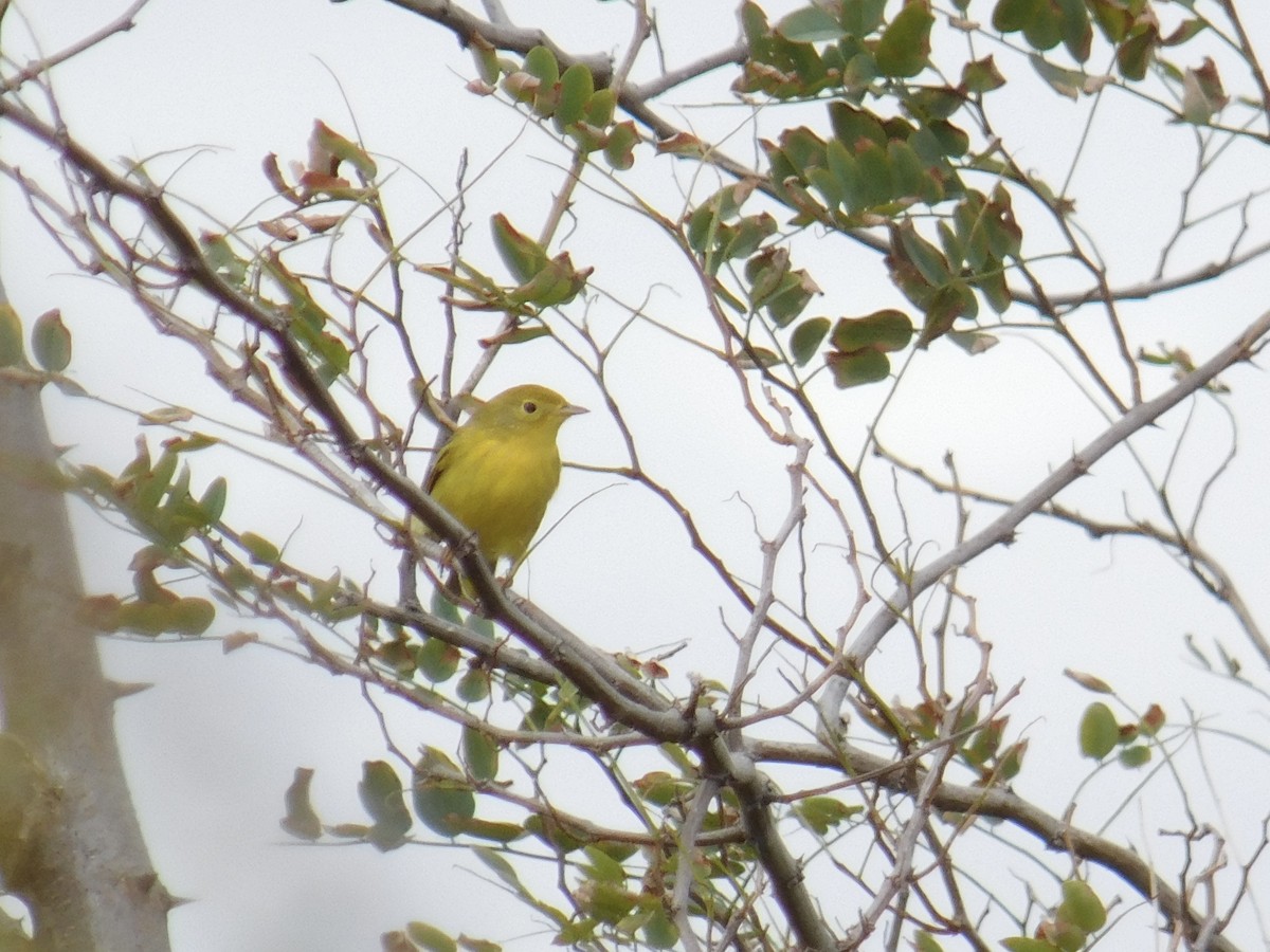 Yellow Warbler (Northern) - ML641703747