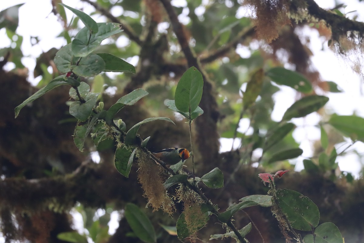 Flame-faced Tanager (Yellow-faced) - ML641703761