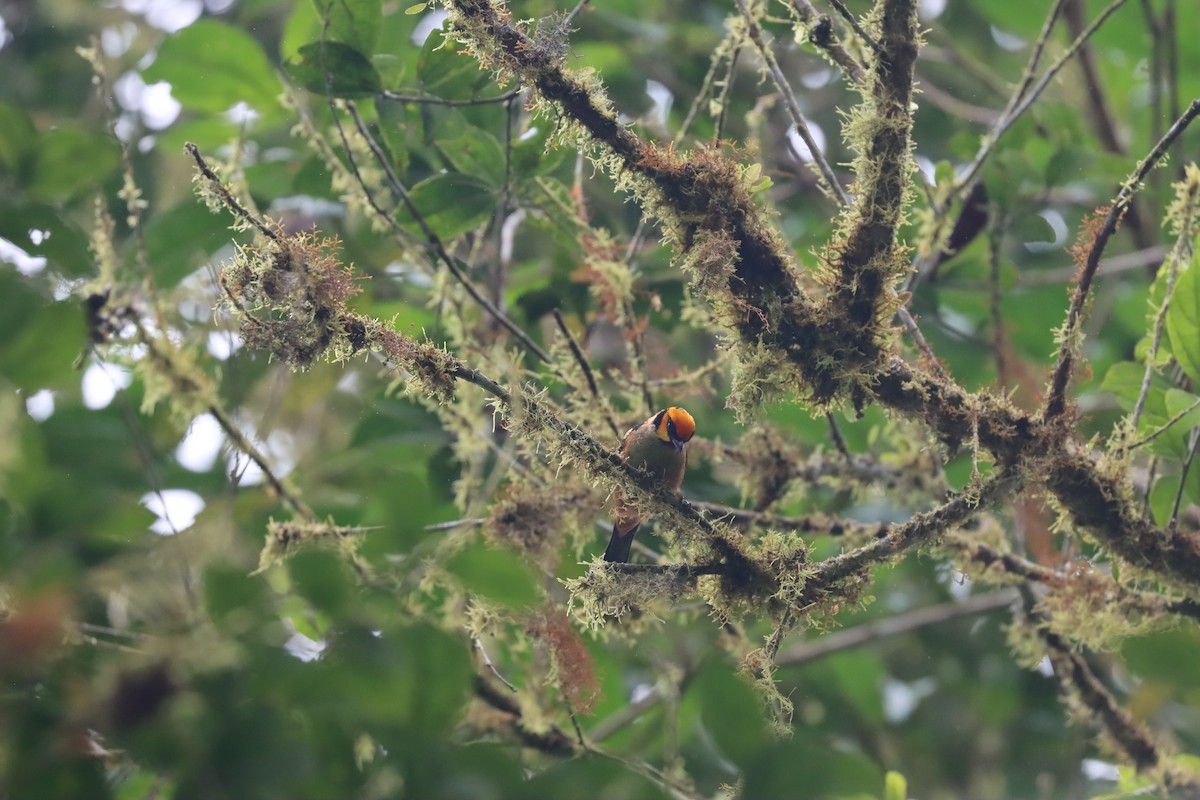 Flame-faced Tanager (Yellow-faced) - ML641703762