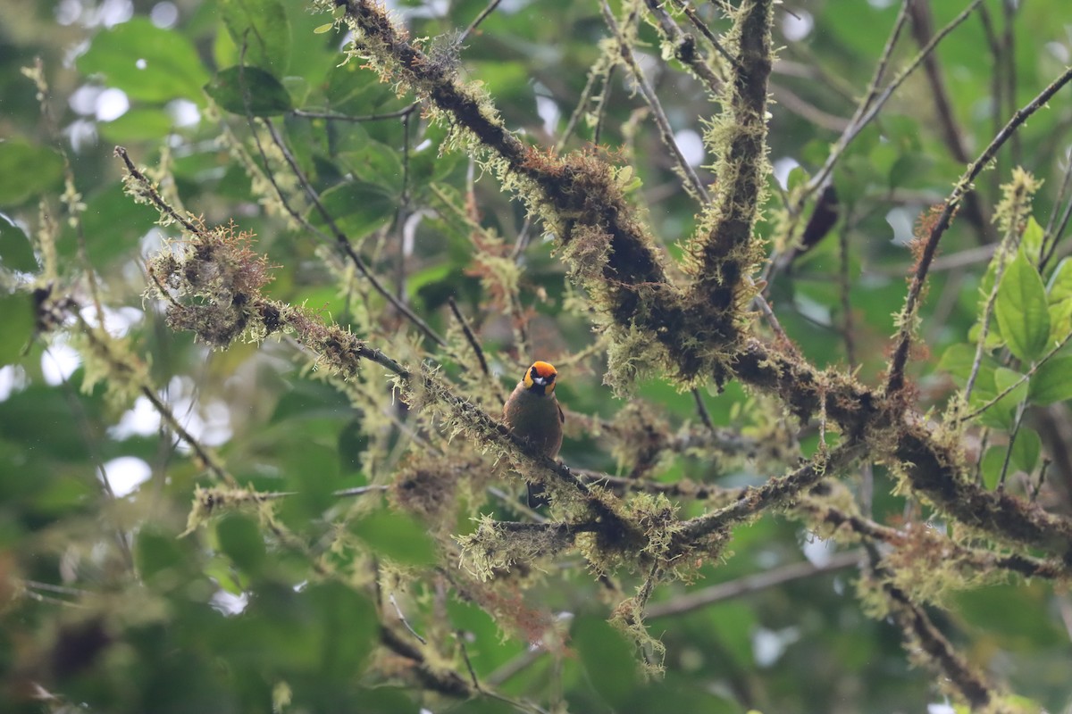 Flame-faced Tanager (Yellow-faced) - ML641703763