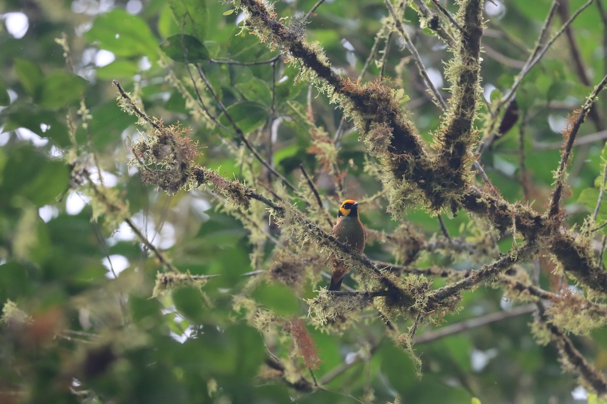 Flame-faced Tanager (Yellow-faced) - ML641703764