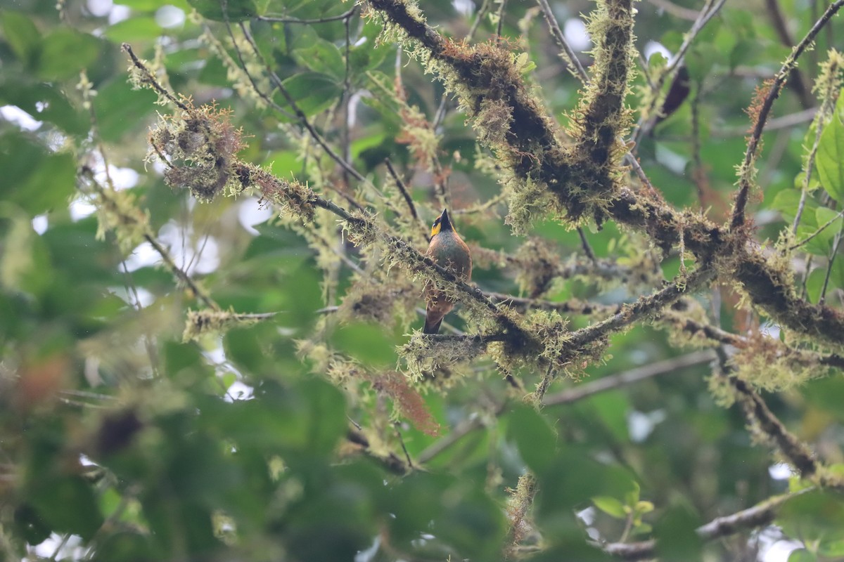 Flame-faced Tanager (Yellow-faced) - ML641703765