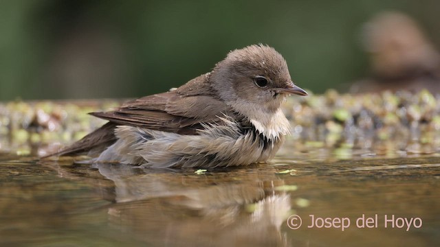 Garden Warbler - ML641703802