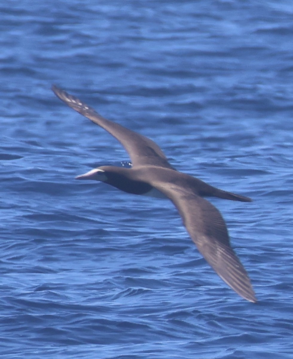 Cocos Booby - ML641703810