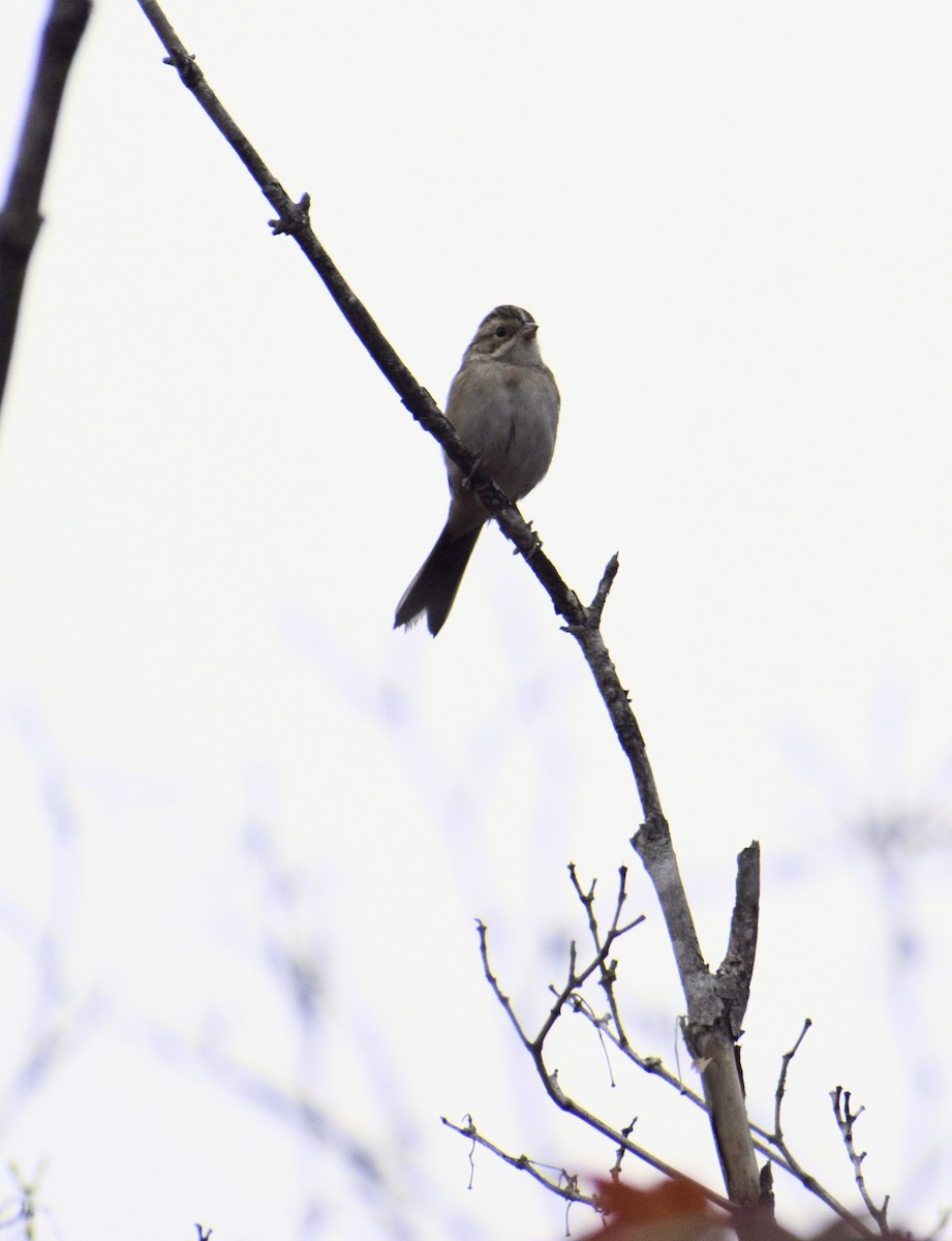 Clay-colored Sparrow - ML641703840