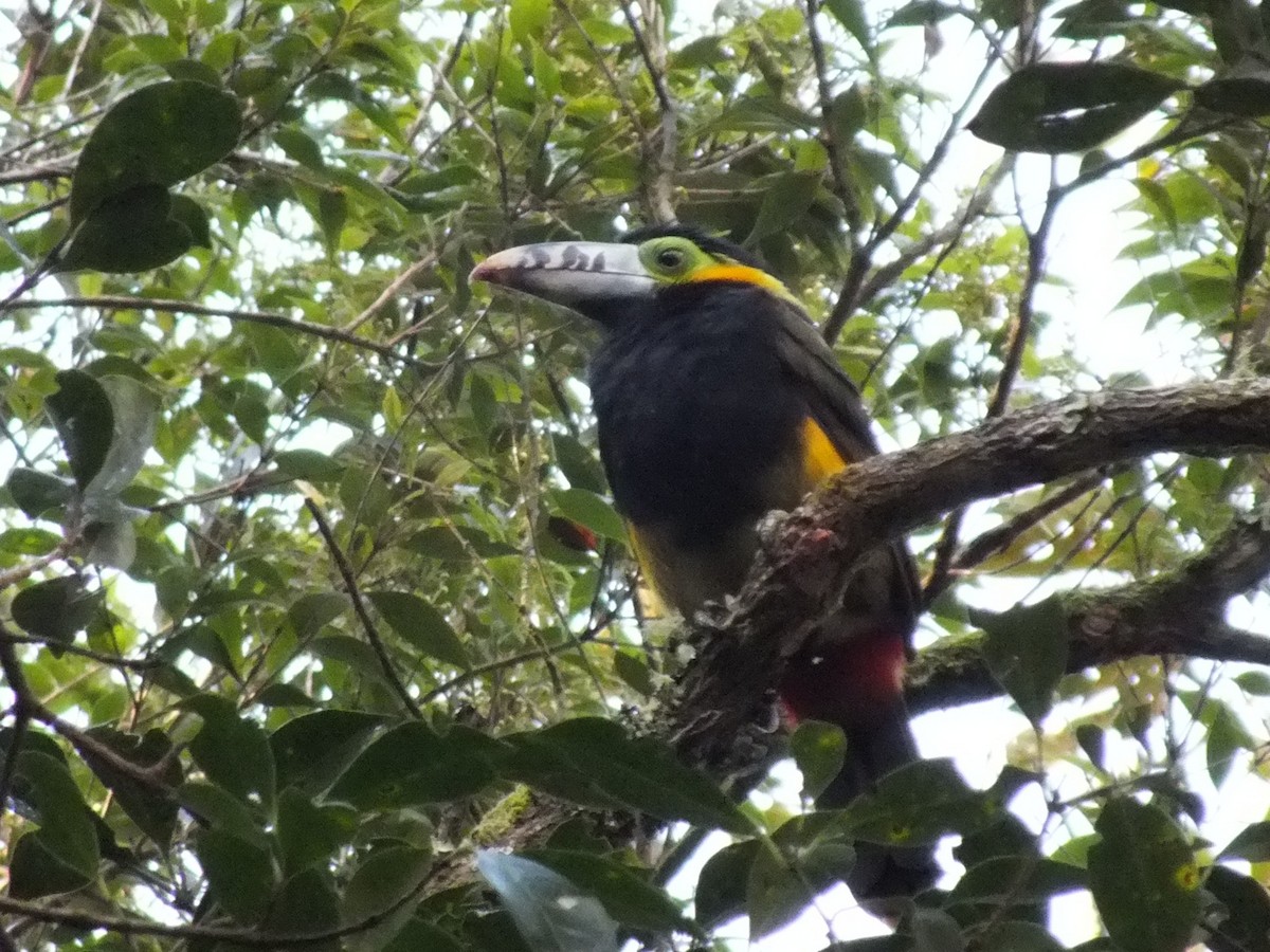 Spot-billed Toucanet - ML641703883