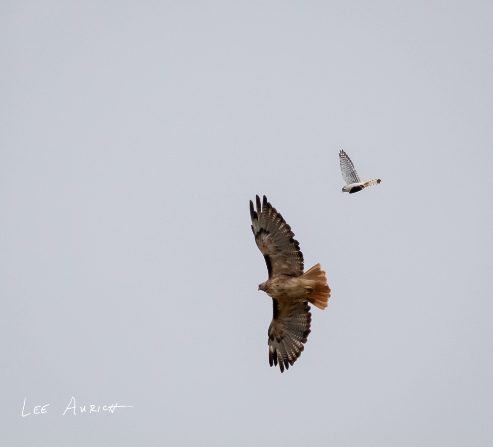 American Kestrel - ML641703939