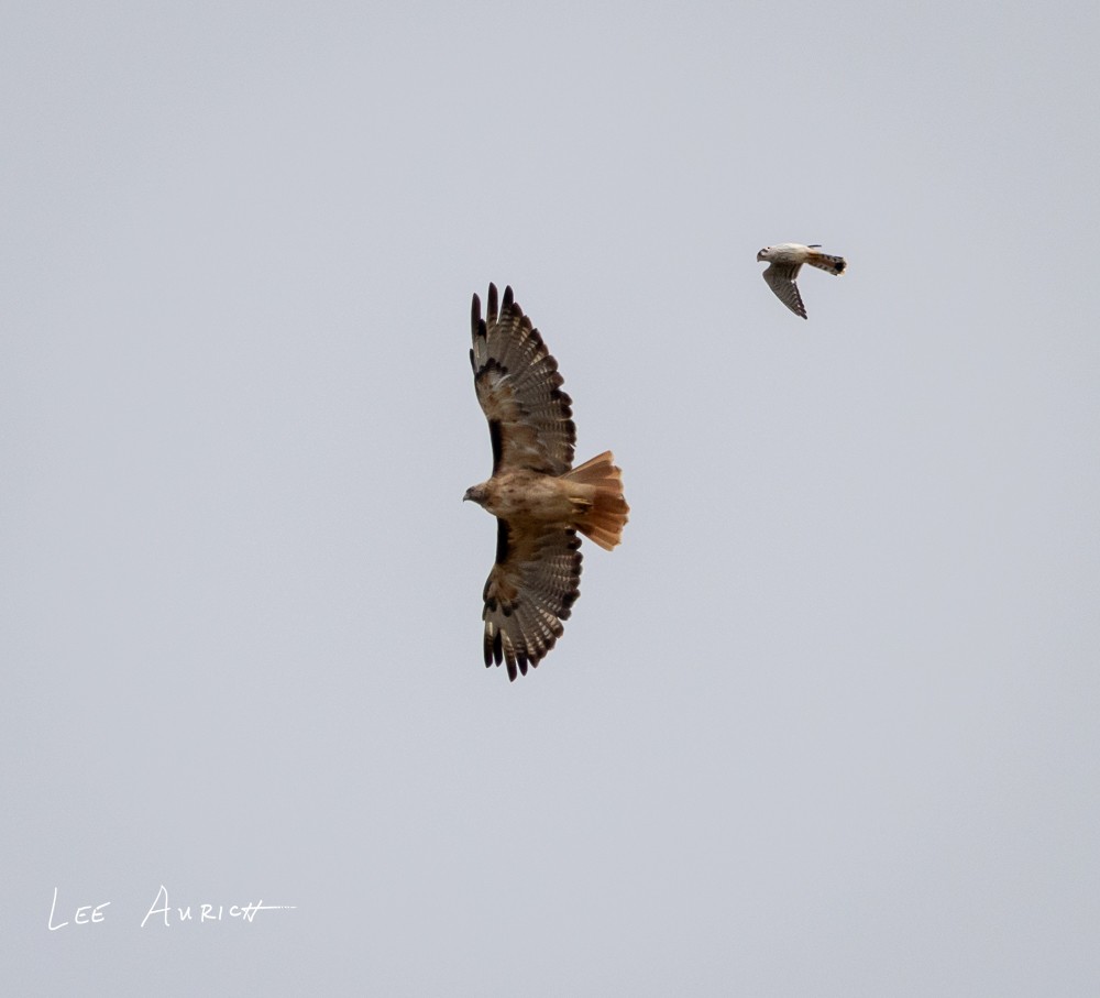 American Kestrel - ML641703940