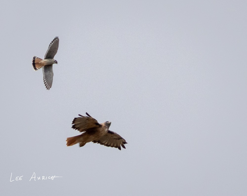 American Kestrel - ML641703942