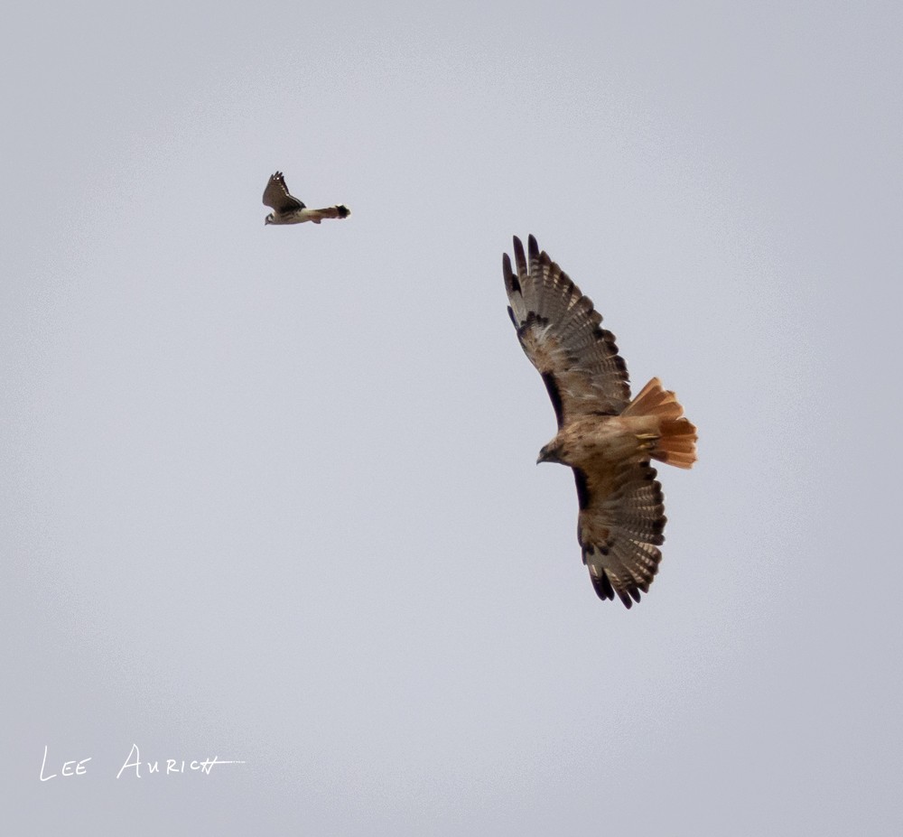 American Kestrel - ML641703943