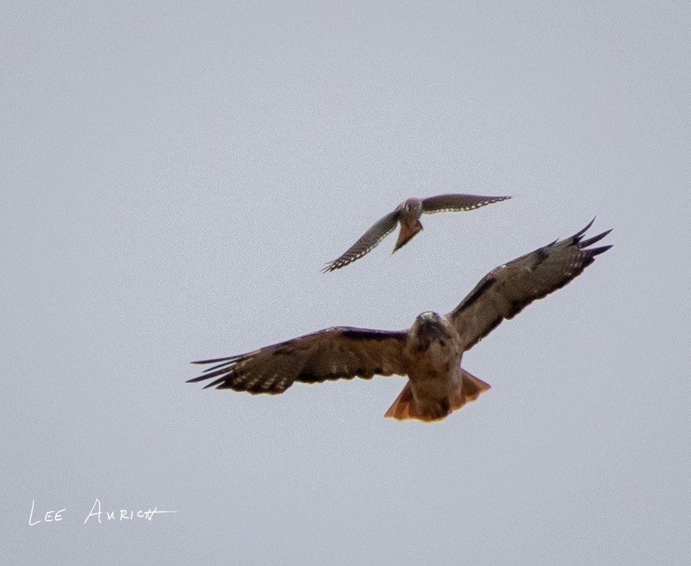 American Kestrel - ML641703944