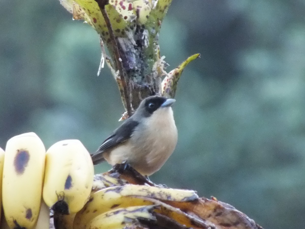 Black-goggled Tanager - ML641703949