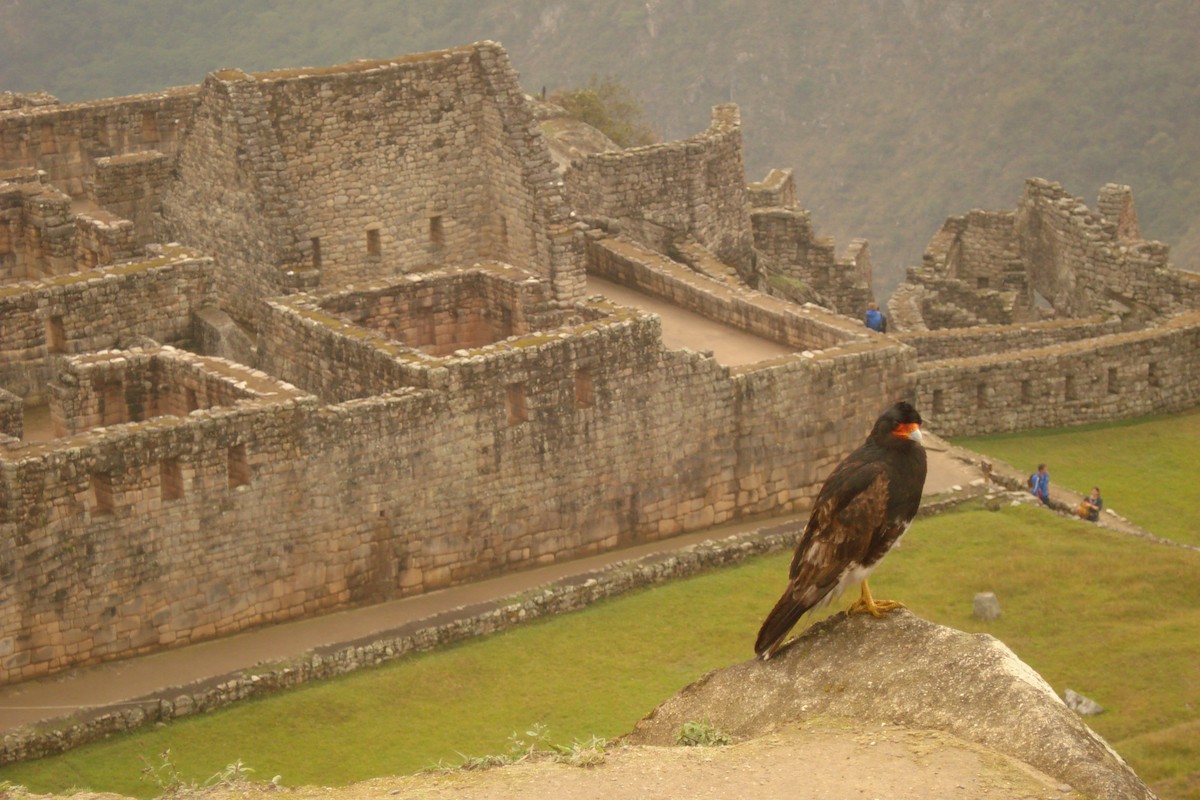 Mountain Caracara - ML641704076