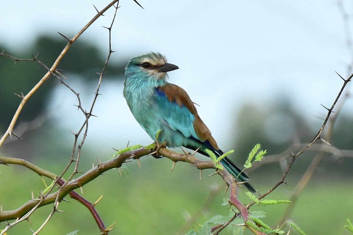 Abyssinian Roller - ML641704139